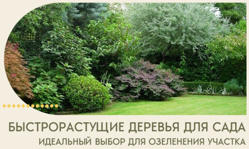 Быстрорастущие деревья для сада идеальный выбор в Нягани